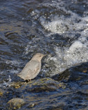 American Dipper