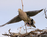 Morning Dove