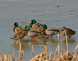 mallard group