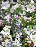 Blossoms Collage