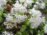 Jade Plant Blossoms