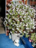 Jade Plant in Blossom 2007