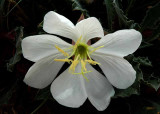 White Flower, Lake Powell