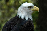 Bald Eagle, KY