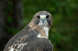One Red Tailed Hawk, KY
