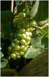 Kendra Hansen, Ready for Harvest