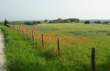 Indian Paintbrushes and Bluebonnets Near Burton