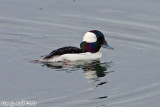 Bufflehead (Bucephala albeola) (4859)