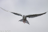 Forster's Tern (Sterna forsteri) (4783)