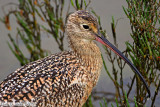 Long-Billed Curlew (Numenius americanus) (4834)
