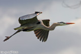 Great Blue Heron (Ardea herodias) (5420)