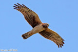 Northern Harrier (Circus cyaneus) (5440)
