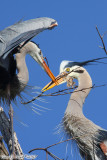 Great Blue Heron (Ardea herodias) (5858)