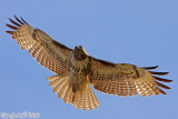 Red Tail Hawk (Buteo jamaicensis) (5992)