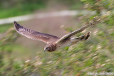 Northern Harrier (Circus cyaneus) (6265)
