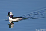Bufflehead (Bucephala albeola) (6968)