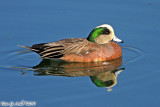 American Wigeon (Anas americana) (7061)