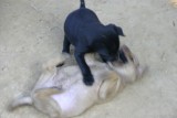 Dogs