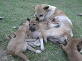 Dogs