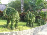 Elephants, Koh Chang (= Elephant Island)