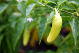 Green Chili, Chicago Botanical Garden
