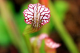 Snaking its way to the camera, Chicago Botanical Garden