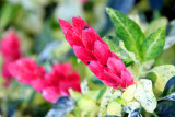 Shrimp flower, Chicago Botanical Garden