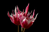 flaming tulips copy.jpg
