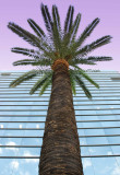 CityPalm.jpg