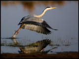 Heron at Trönninge ängar - Halmstad