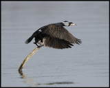 Cormorant taking off