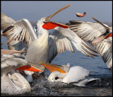 Pelicans catching fish
