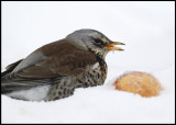 A Fieldfare specializing in fruits is wintering in our neigbours garden