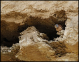 Male lesser Kestel in breeding colony - Syria