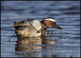 Garganey morning gymnastics - Trönninge