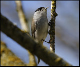 Male Blackcap with tick near his right eye - Trönninge
