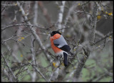 Bullfinch - Öland