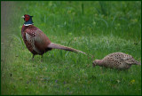 I follow you Master Pheasant.....