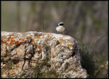 Black-eared Wheatear (Oenanthe hispanica) - Syria