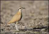 Cream-colored Courser (Cursorius cursor) - Beautiful bird with spectacular name....