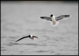 Little Gulls (3K+ & 3K) migrating through my hometown Växjö