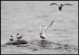 Common Terns - Växjö