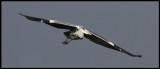 Grey Heron - Lithotopos Greece
