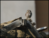 Little Owl - Mandraki Greece