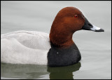 Common Pochard (Aythya ferina) - Lake Kastoria Greece