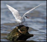 Common Tern - Södra Bergundasjön