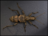 Longhorn beetle (Lövträdlöpare, Rhagium mordax) on my camping table...... Urshult
