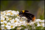 Early Bumblebee - Ängshumla (Bombus pratorum) feeding on our Spirea