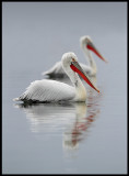 Dalmatian Pelicans in Kastoria