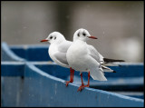 Black-headed Gulls - Lake Kastoria
